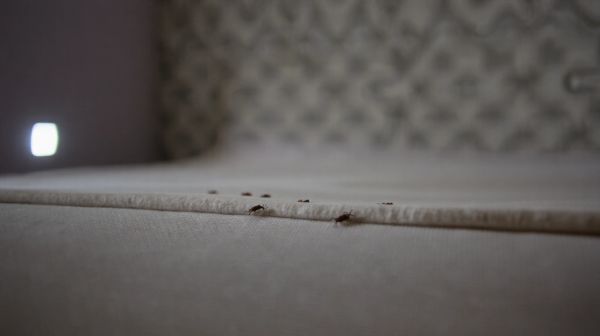 Guide des actions efficaces contre les piqûres de punaises de lit